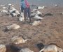 Abrupt torrential rains kill weak livestock in Marsabit