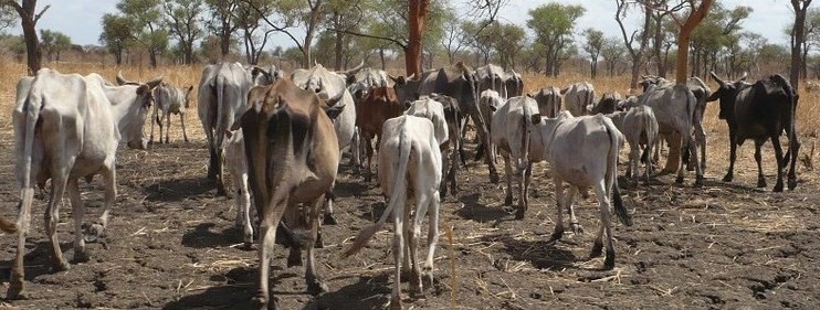 5e1d86c158596 DCC Laisamis warns youth against livestock theft
