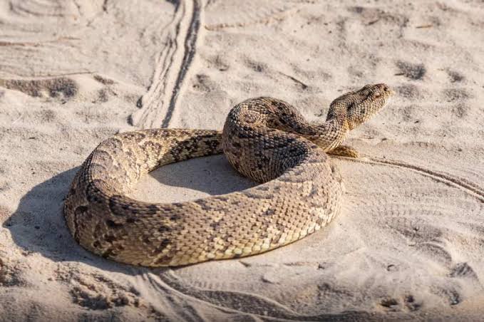 images-17 Eight year old boy dies after snake bite in Marsabit